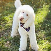 Albie the therapy dog